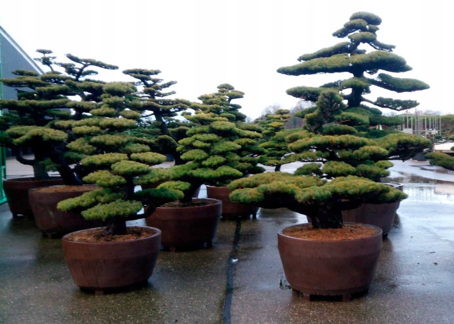 Можжевельник Куривао Голд ниваки