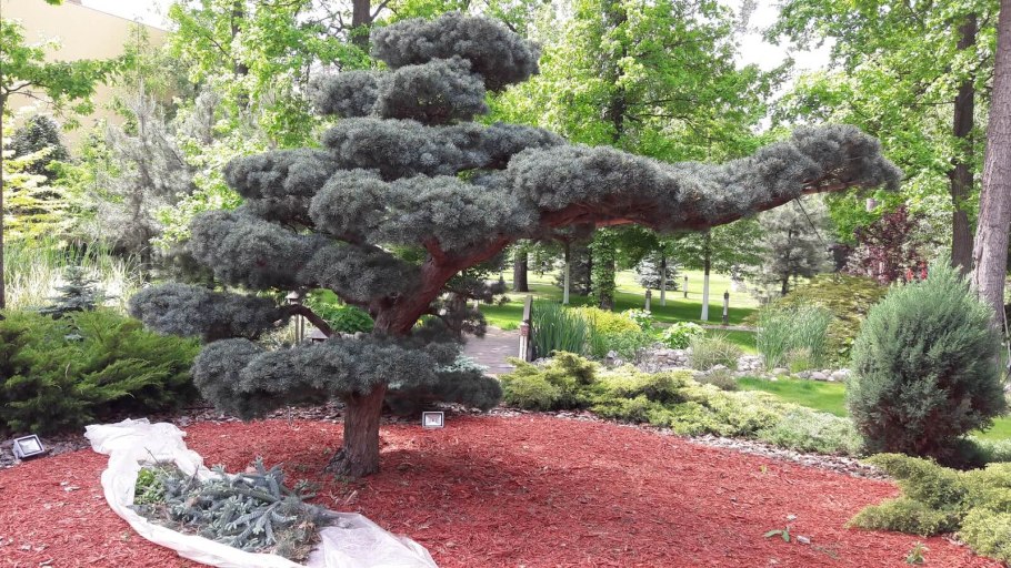 Сосна обыкновенная ниваки