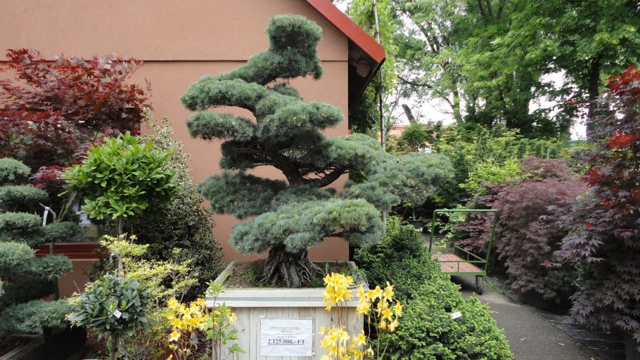 Можжевельник ниваки