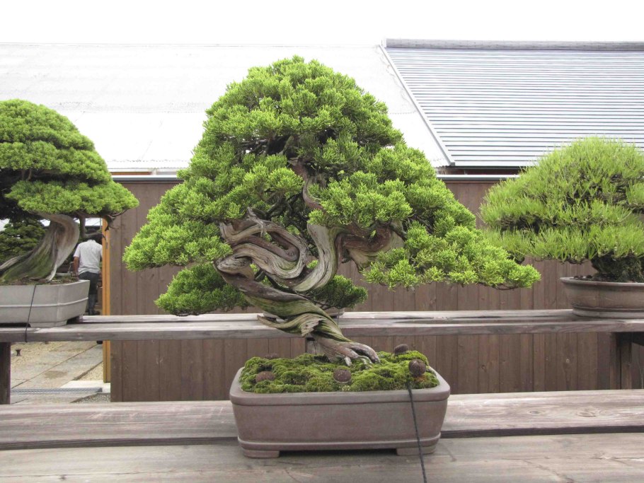 Бонсай исицуки