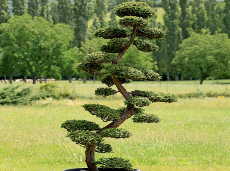 Лигатура для ниваки