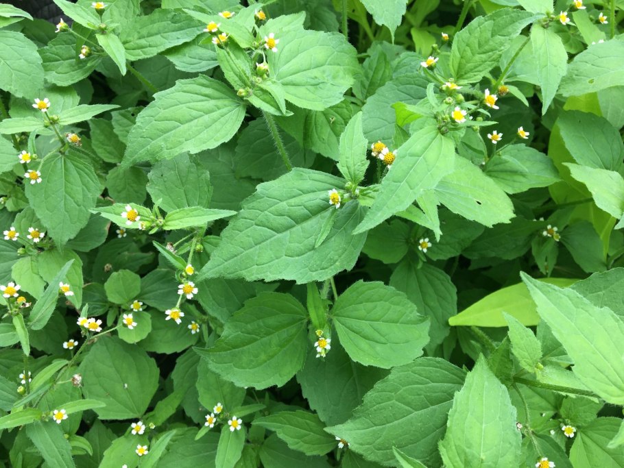 Галинзога четырехлучевая