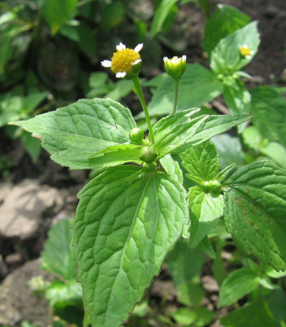 Галинсога сорняк