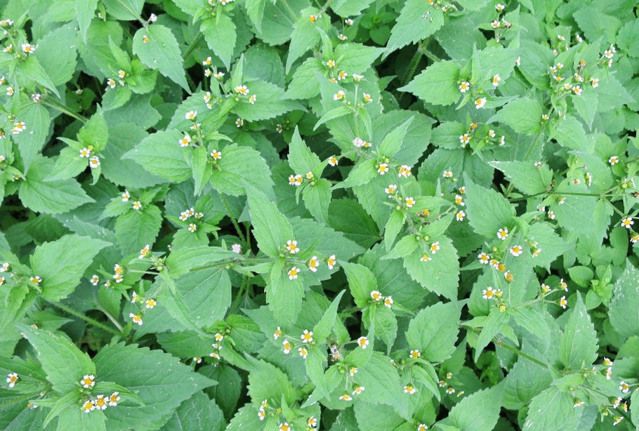 Галинсога американка