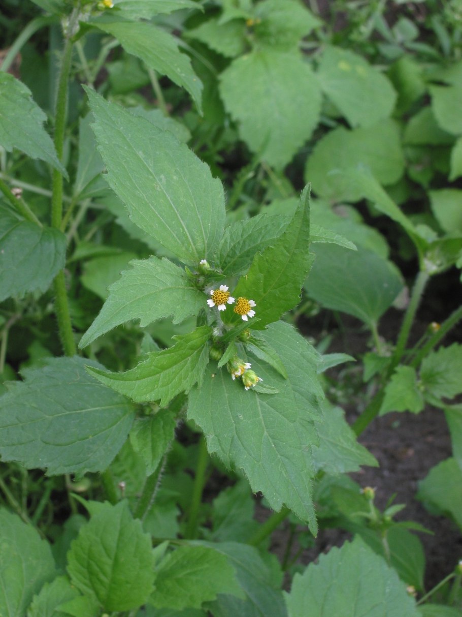 Галинзога четырехлучевая американка