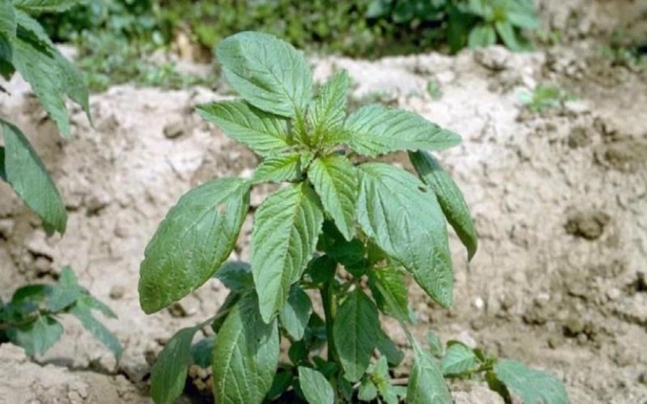 Циклахена дурнишниколистная сорняк