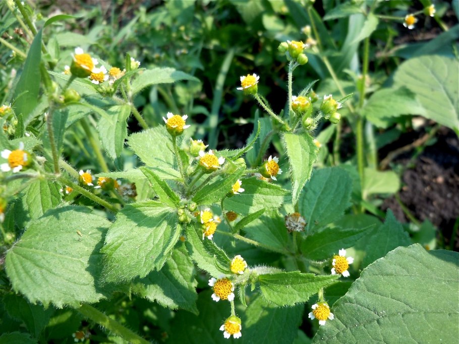 Галинсога мелкоцветковая американка