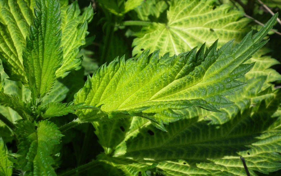 Сорняк галинсога американка в огороде