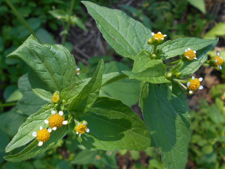 Galinsoga parviflora