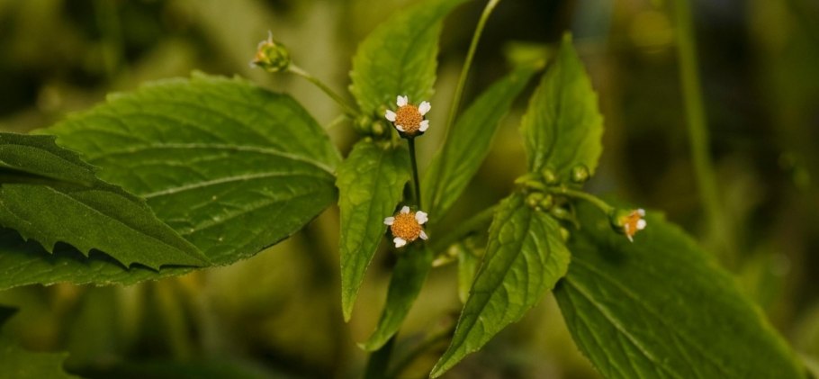Сорняк Галинзога четырехлучевая