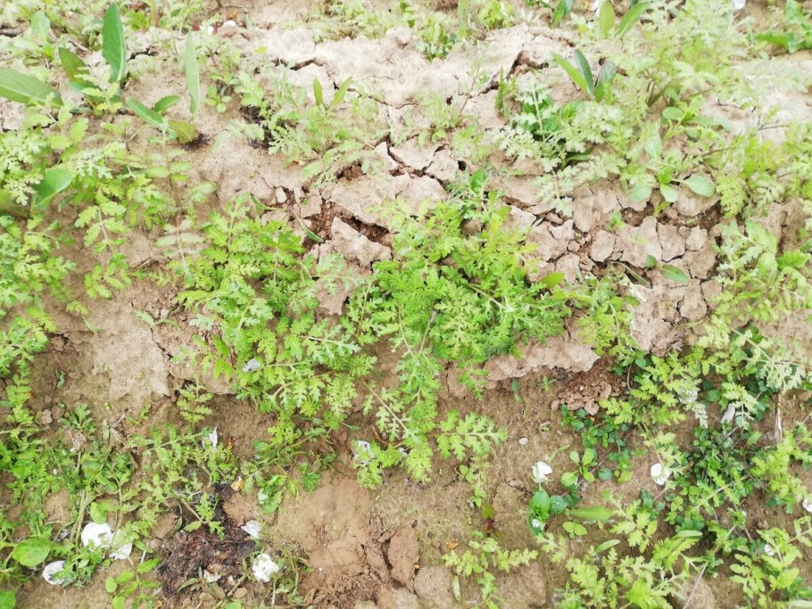 Горлица трава сидерат