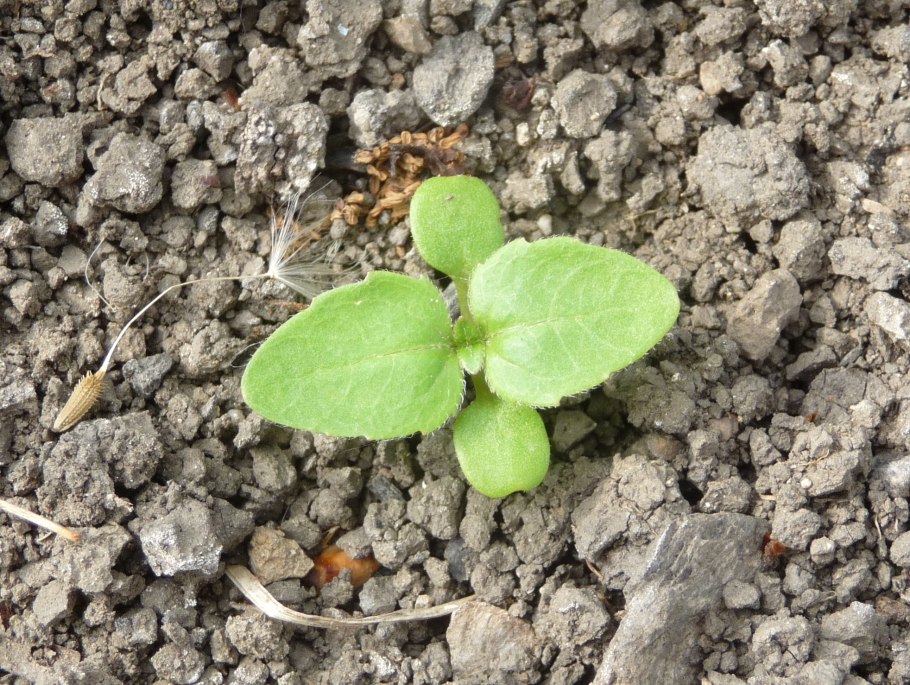 Плоскуша сорняк