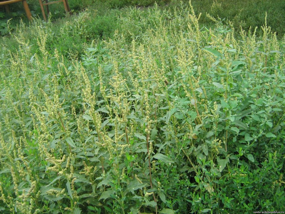 Сорная трава дерн