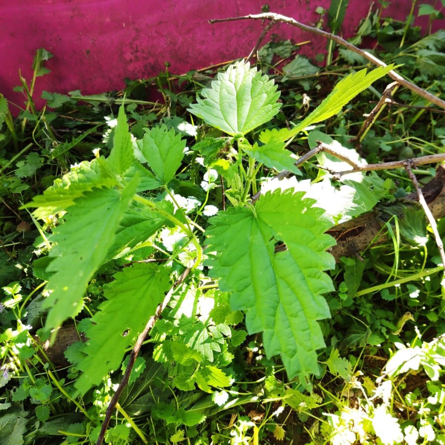 Амброзия циклахена