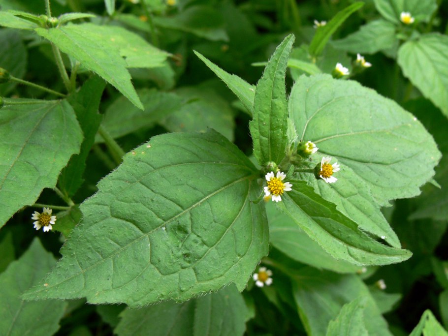 Галинзога мелкоцветковая
