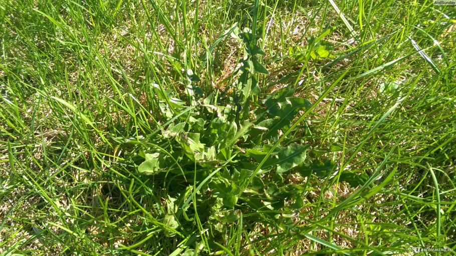 Портулак весенний