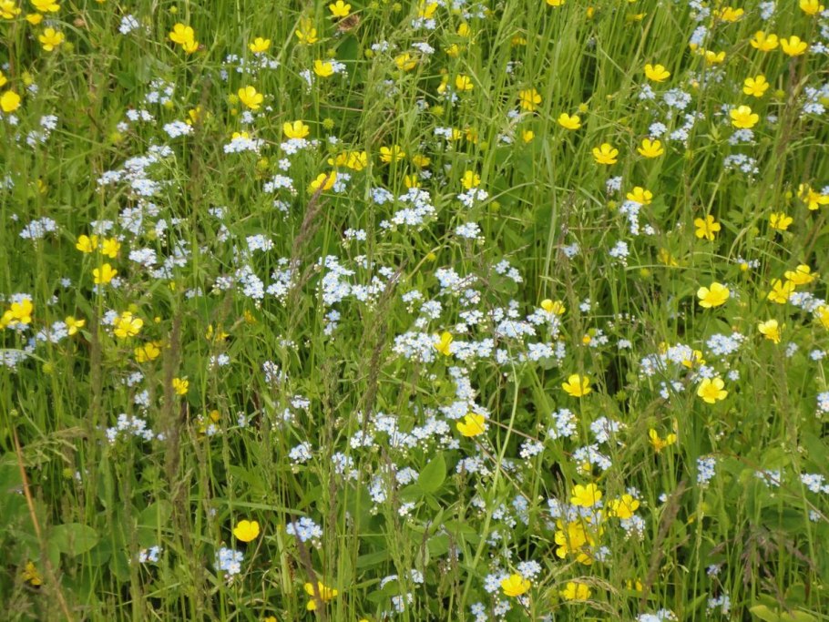 Американка трава сорняк борьба