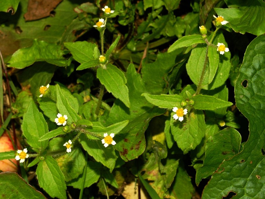 Галинсога всходы