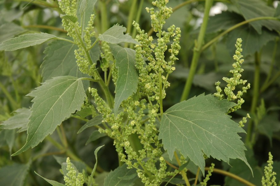 Chenopodium hybridum