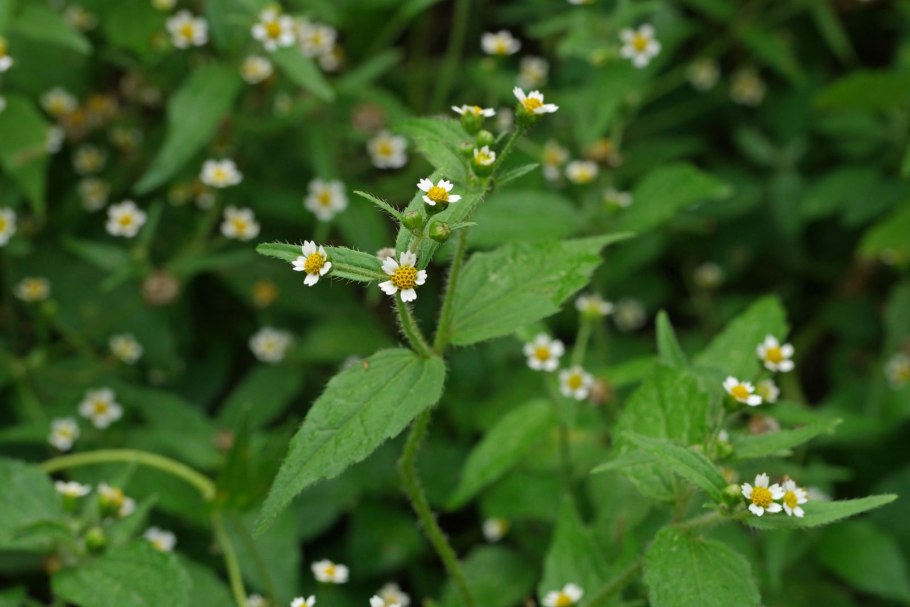 Галинсога мелкоцветковая семена