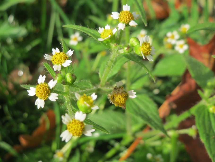 Жирнуха сорняк