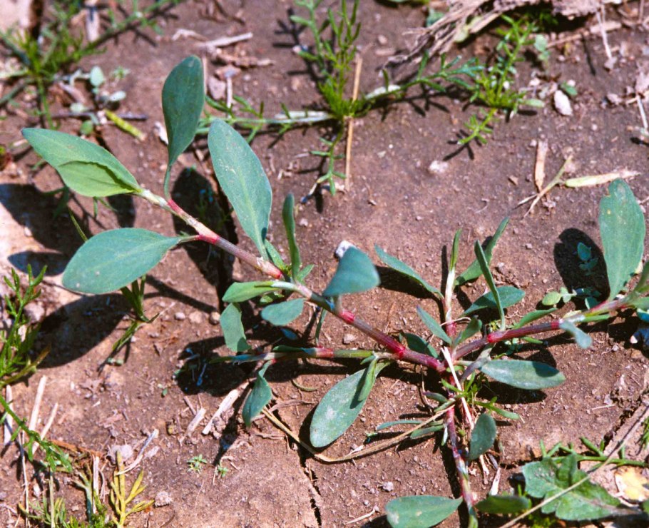 Галинсога сорняк
