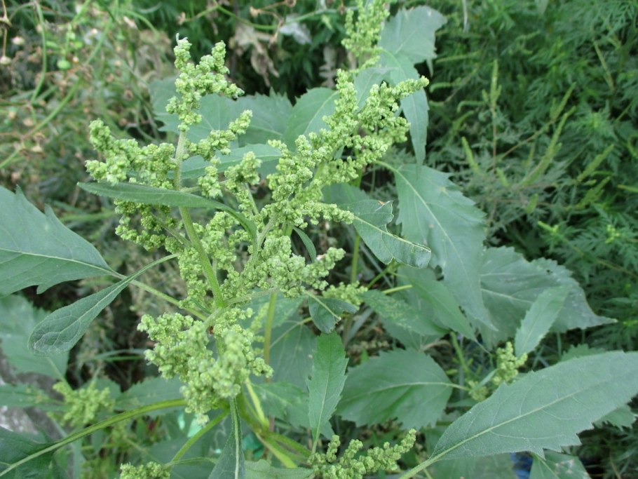 Огородный сорняк американка