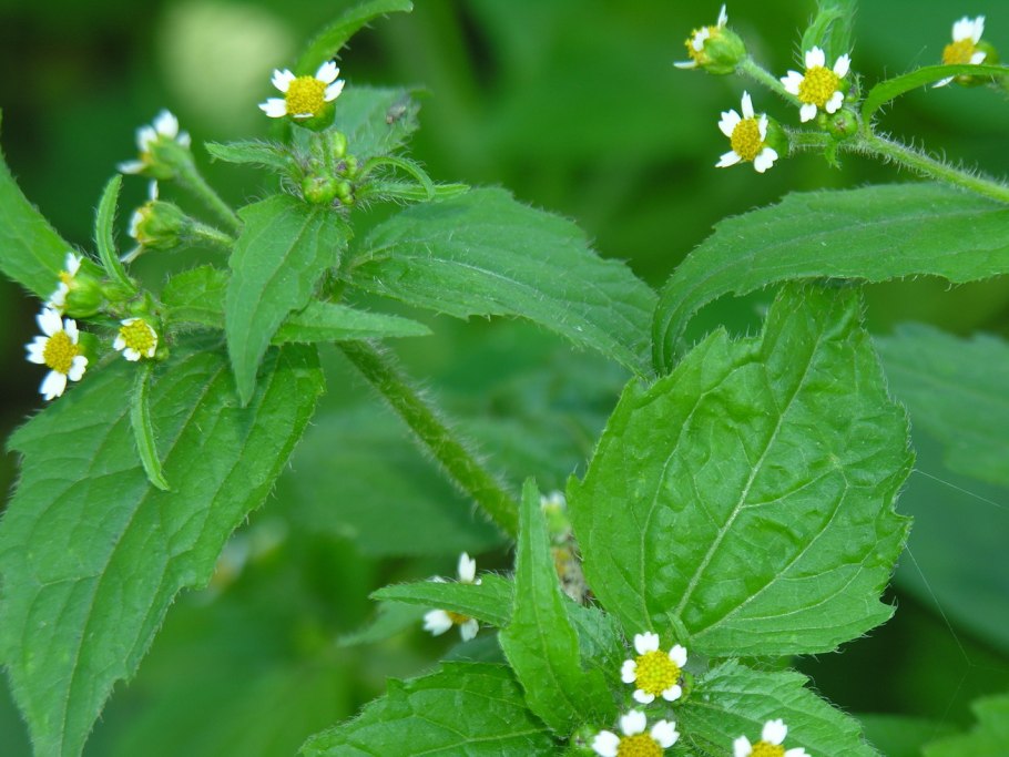 Американка трава сорняк