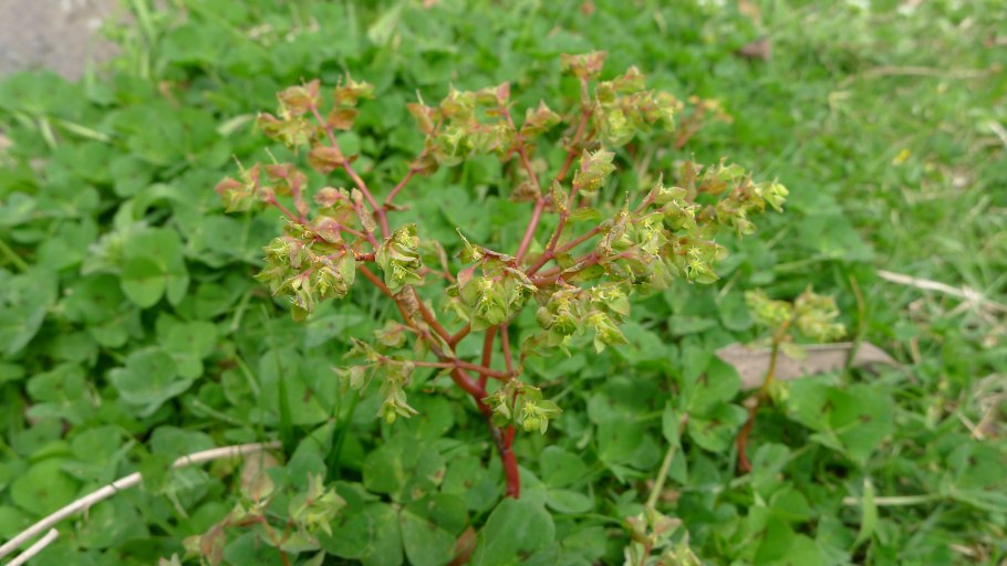 Галинзога четырехлучевая семена