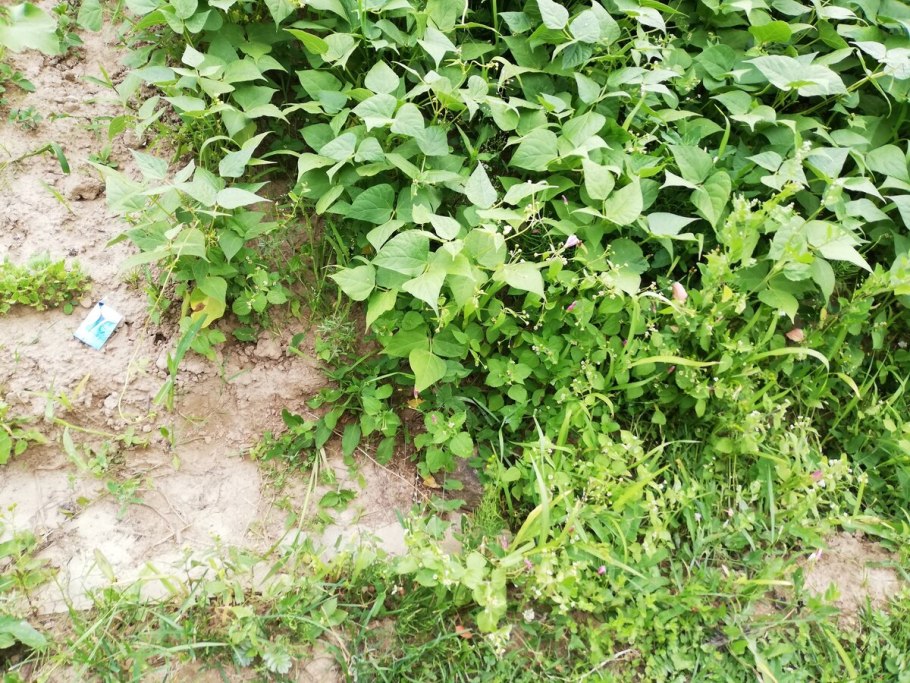 Галинсога реснитчатая