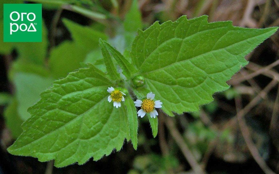 Сорняк американка