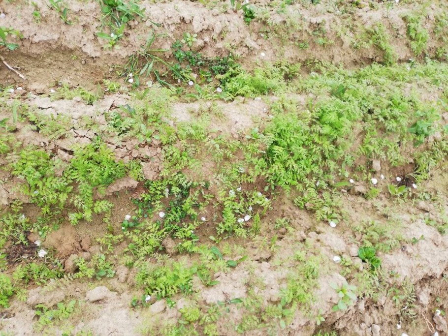 Ядовитая крапива