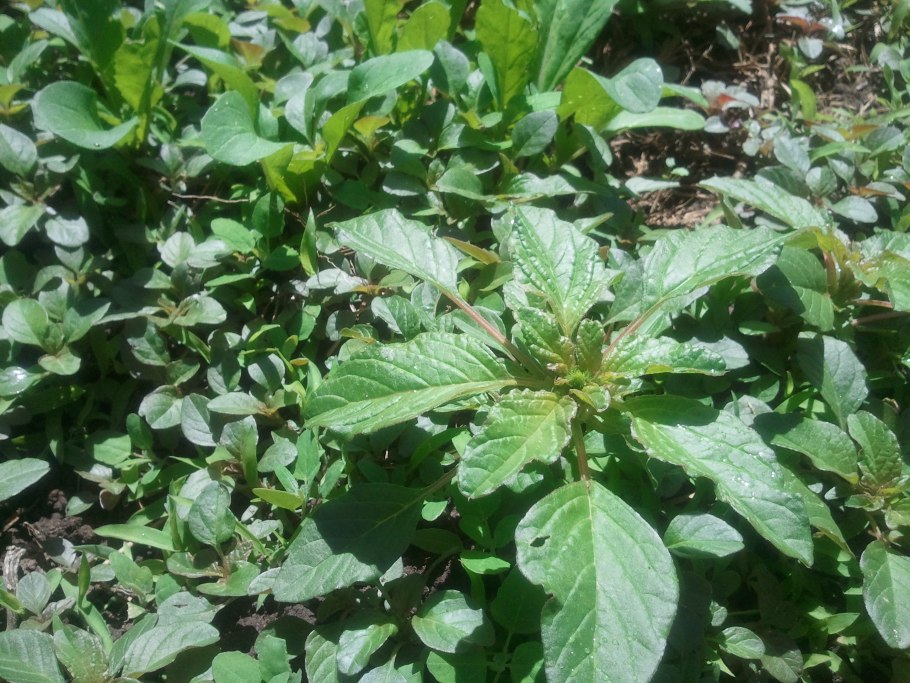 Амброзия циклахена