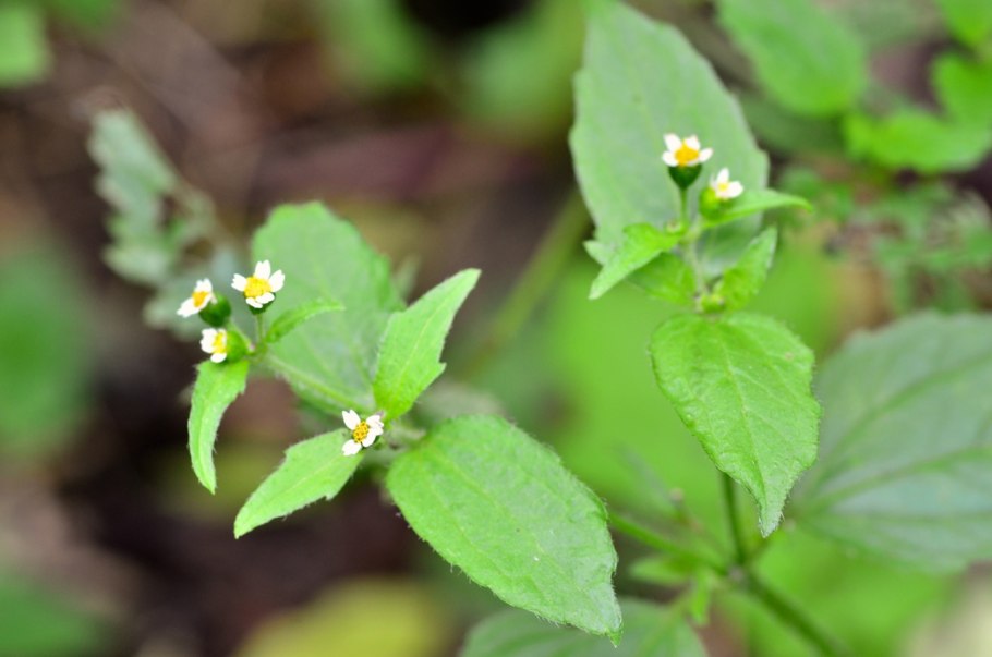 Сорняк Галинзога четырехлучевая
