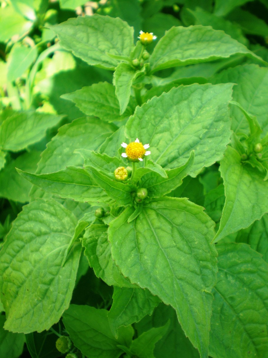 Методы борьбы с травой "американка"