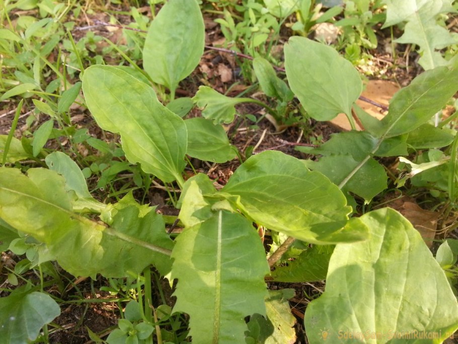 Бурьян ящевик