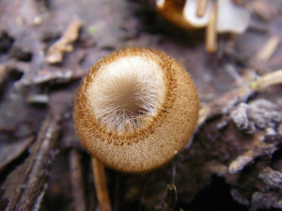 Гумария полушаровидная