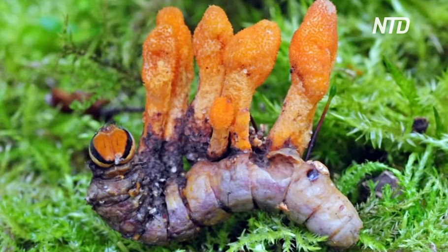 Кордицепс гриб