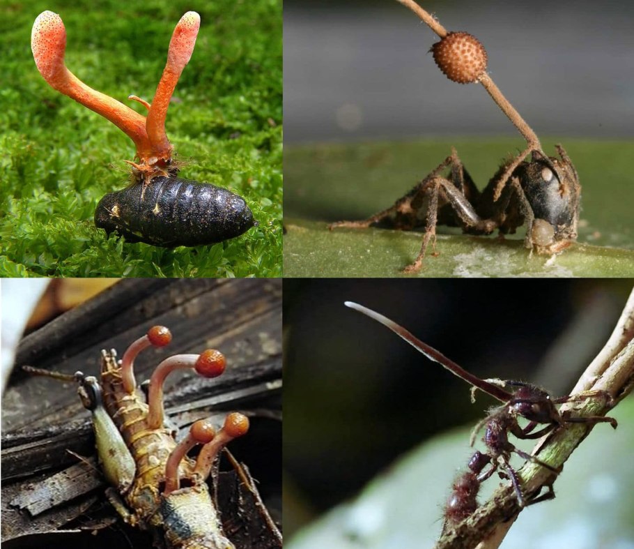 Гриб паразит кордицепс однобокий