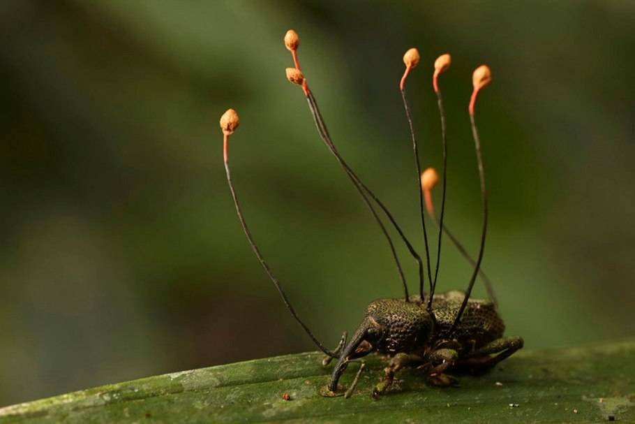 Грибок кордицепс однобокий