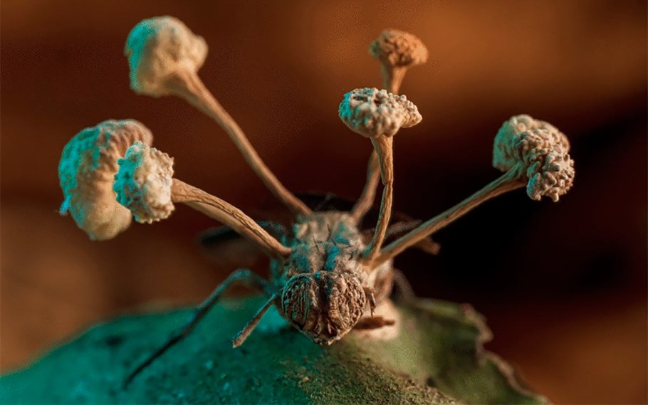 Зомбирующий гриб