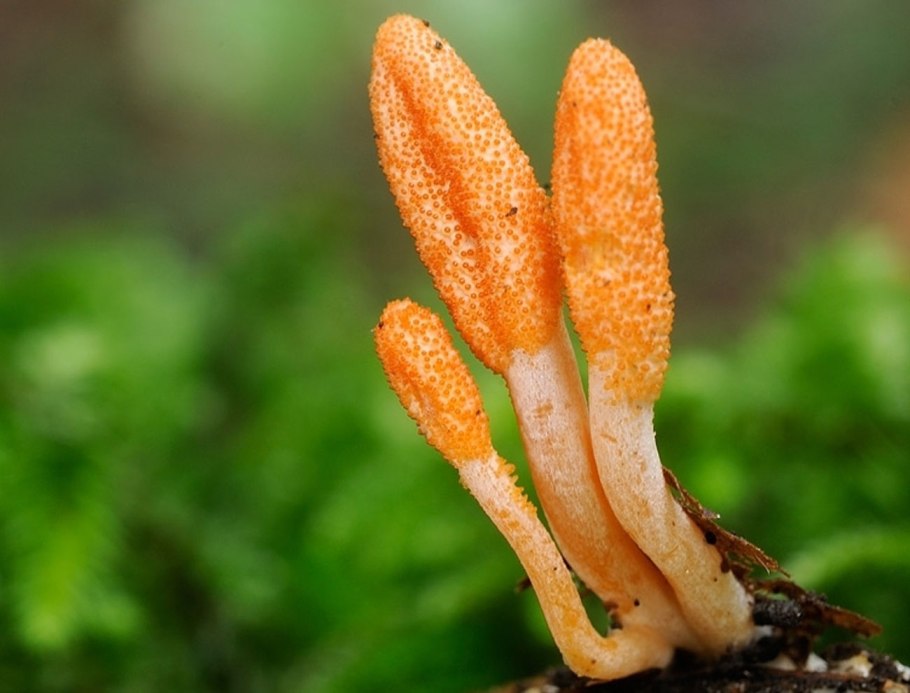 Кордицепс китайский гриб