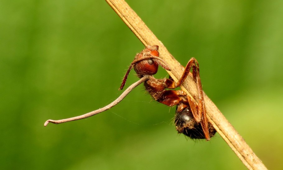 Кордицепс муравей