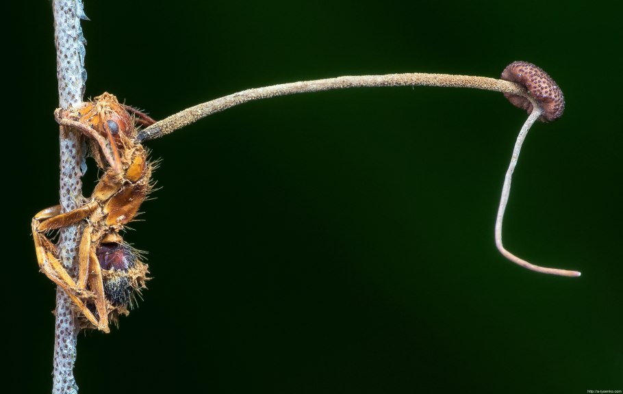 Кордицепс однобокий
