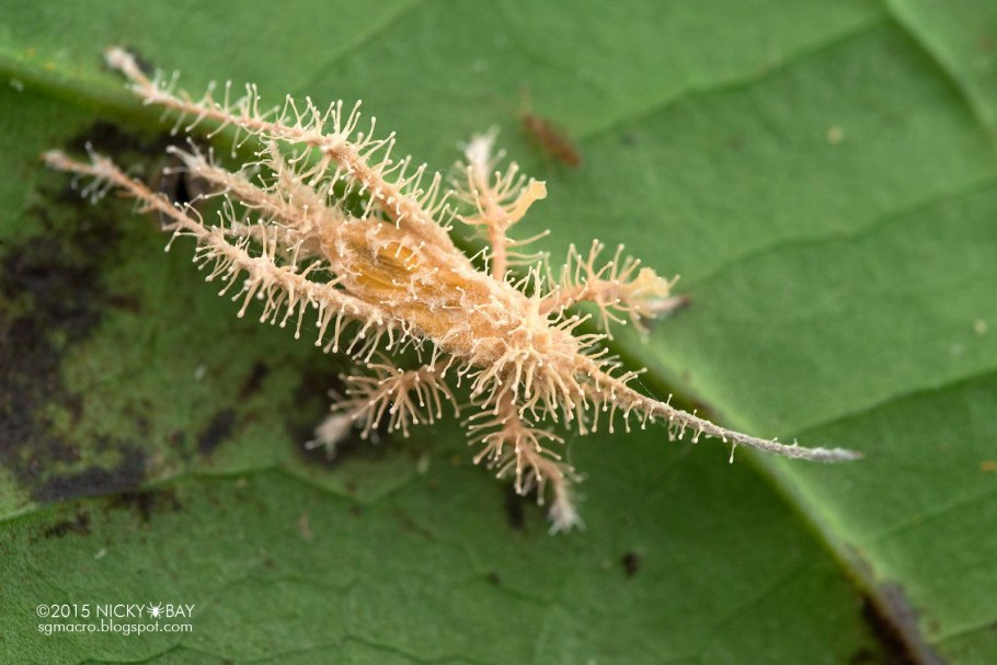 Спорынья Головня Хлебная ржавчина
