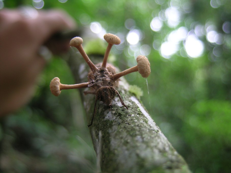 Кордицепс однобокий