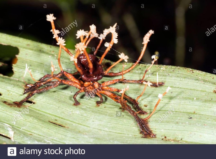 Кордицепс гриб