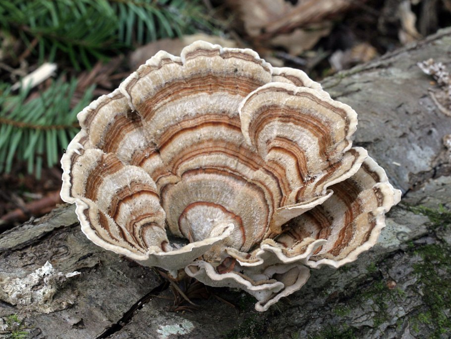 Трутовик Траметес разноцветный trametes versicolor