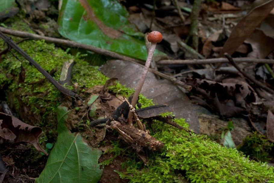 Септобазидиум паразит гриб