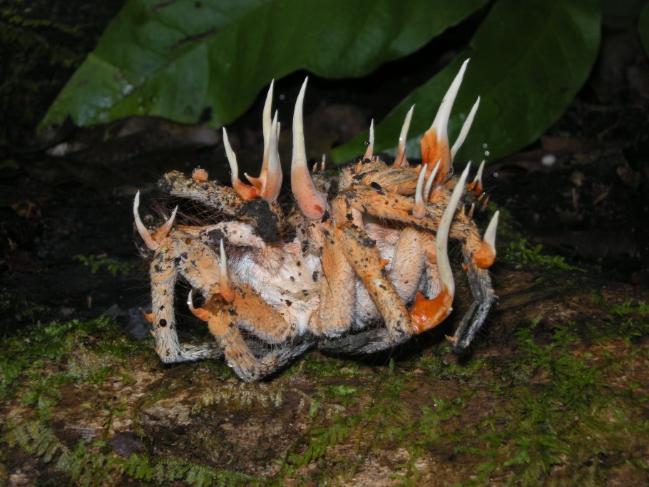 Кордицепс гриб паразит